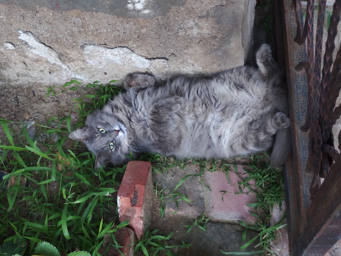 树荫下休息的猫